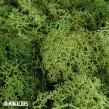 LIGHT GREEN MOSS 50 g